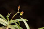 Nakedstem dewflower